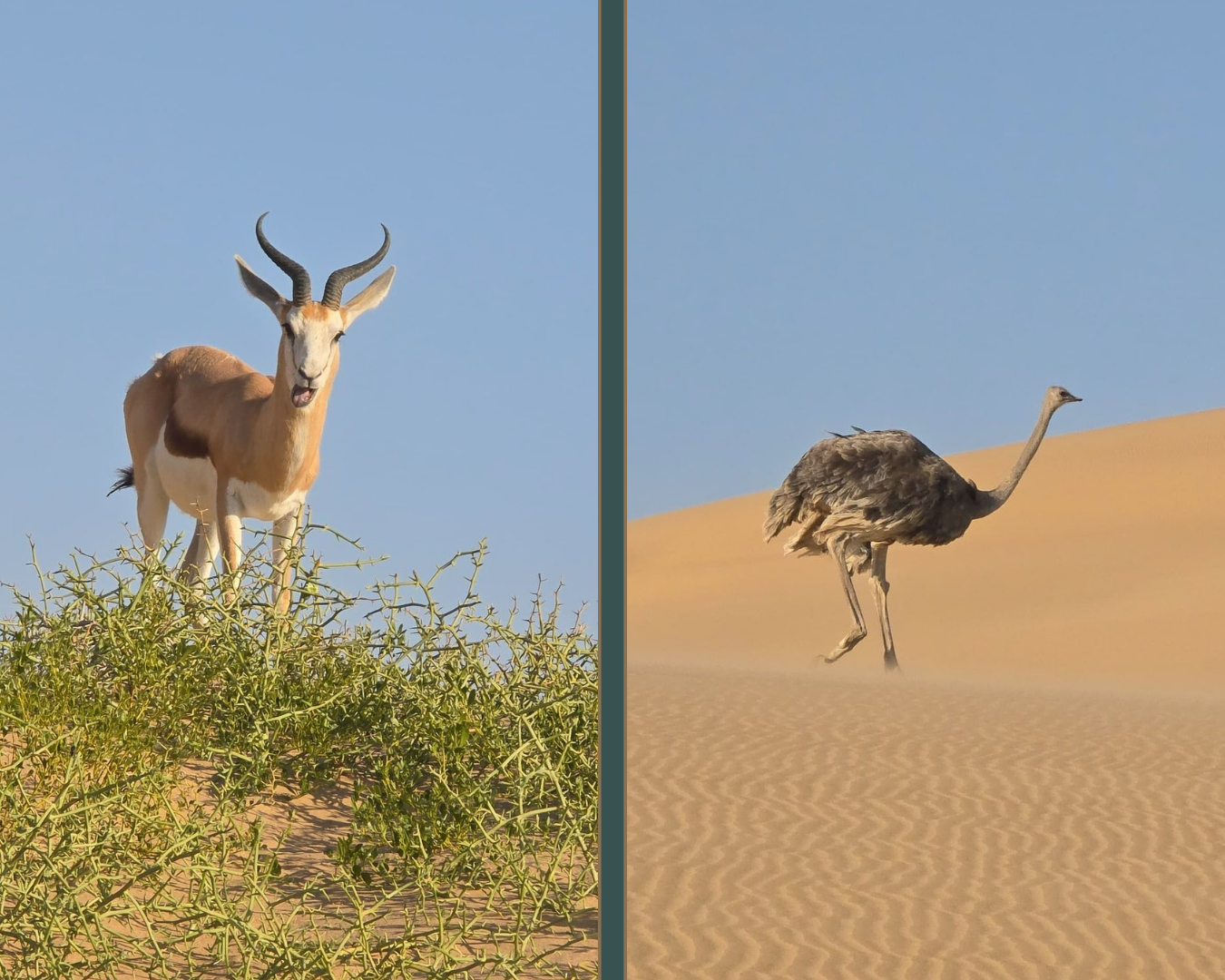 Kayaking & Sandwich Harbour Combo