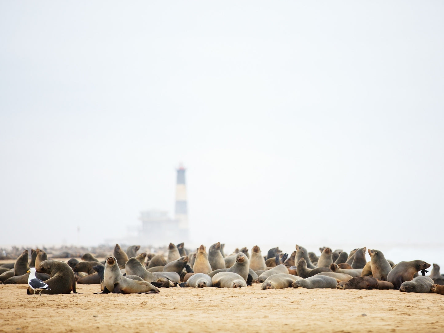 Kayaking at Pelican Point Seal Colony