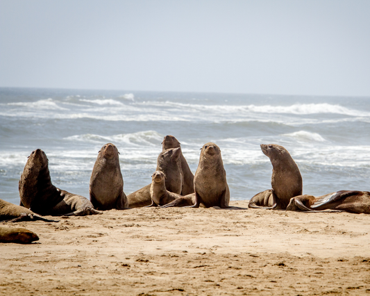 Kayaking at Pelican Point Seal Colony