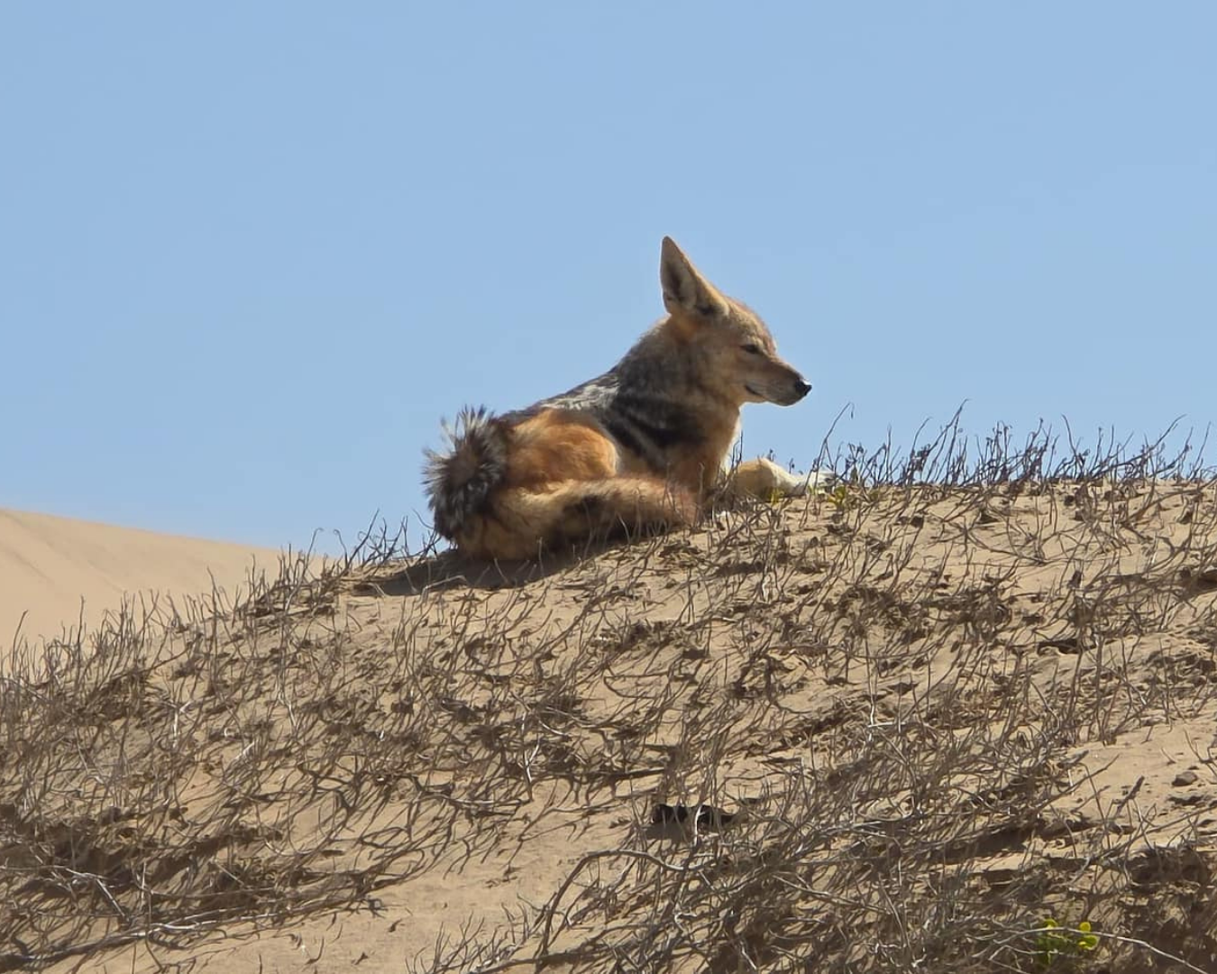 Sandwich Harbour and Dune Board Combo