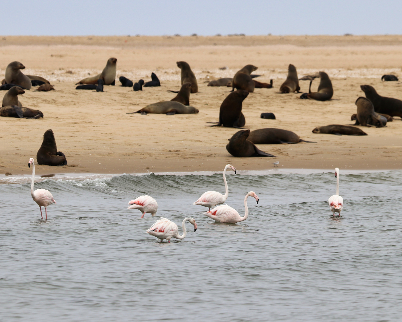 Kayaking at Pelican Point Seal Colony