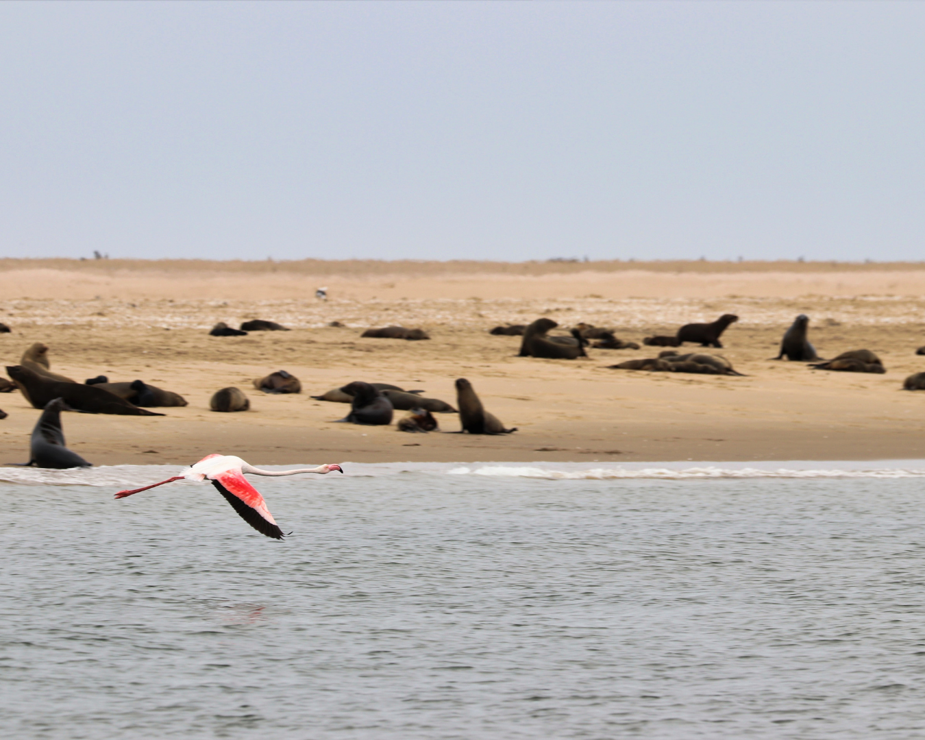 Kayaking at Pelican Point Seal Colony