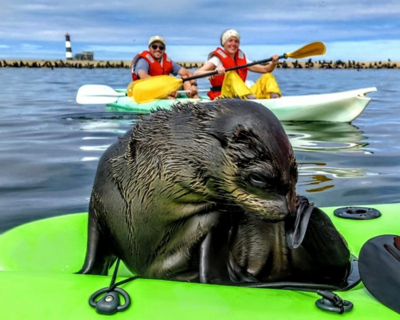 Kayaking at Pelican Point Seal Colony